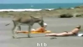 Một người đàn bố chồ ...